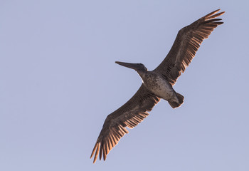 brown pelican