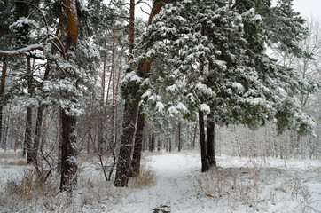 Winter forest in the snow. Trees and bushes in the snow. Snow on the branches of trees. Frosty,...
