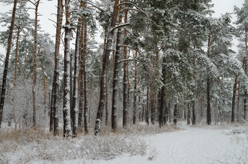 Winter forest in the snow. Trees and bushes in the snow. Snow on the branches of trees. Frosty, winter forest.