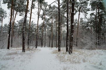 Winter forest in the snow. Trees and bushes in the snow. Snow on the branches of trees. Frosty,...