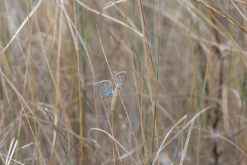 Lycaenidae / Çokgözlü Mavi / / Polyommatus icarus