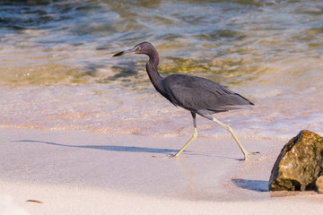 blue heron