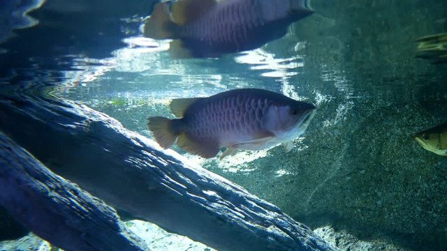Close up beautiful fish in the aquarium on decoration of aquatic plants background.