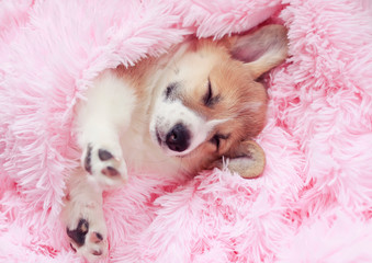funny cute puppy sleeps sweetly in bed wrapped in a soft pink fluffy blanket with his eyes closed...