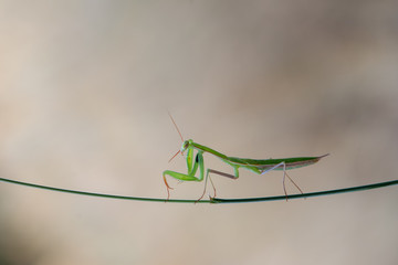 mantis on green background