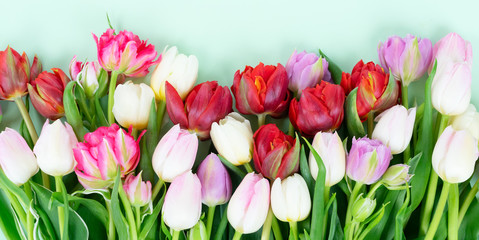 Bouquet of fresh tulips flowers border on pastel green ment background banner