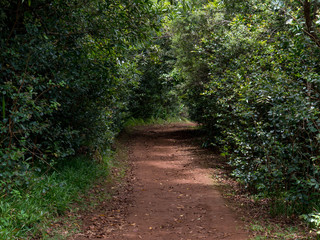 path in forest