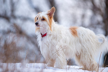 Chinese crested white