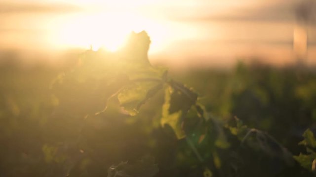 Wind turbines in a field of arable crops at sunset slow motion shallow depth of field shot modern farming