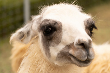 Close up of face lama.