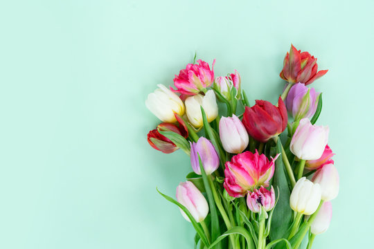 Bunch of fresh tulips flowers on pastel green background with copy space