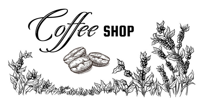 coffee plantation landscape and coffee bean macro in graphic style hand-drawn vector illustration.