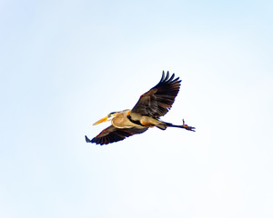 Great blue heron gliding
