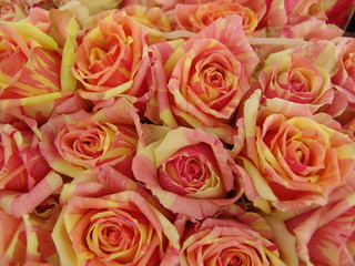 Rose da fiore reciso rosa e giallo