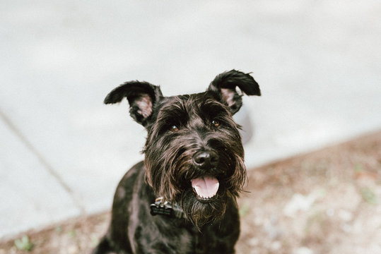 happy schnauzer