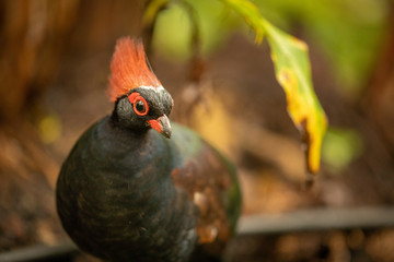 Crested partridge