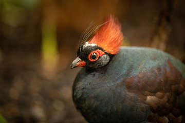 Crested partridge