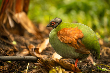Crested Partridge