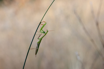 mantis on flower