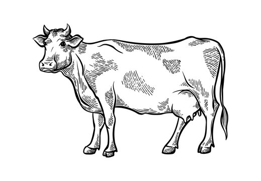 Hand drawn fresh slice sketch cattle cow stands in the meadows and stings weed