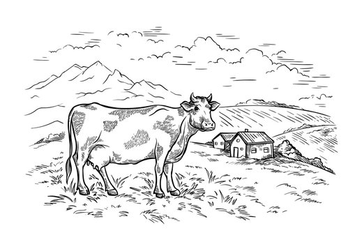 Healthy Breakfast Drawing Sketch Glass Milk Bottle Iron Can Cup Field Cow Vilage Vector