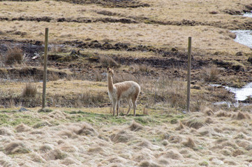 Naklejka premium llama