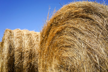 Alfala Rolls in Field, Golden haystacks on the field against bright sun