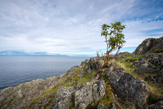 Beautiful Rugged & Rocky Shoreline Looking Out To The Ocean Water Of The Strait Of Georgia On Vancouver Island On The West Coast Of Canada. Strength, Determined, Perseverance Concept