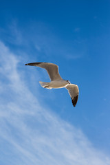 seagull in flight