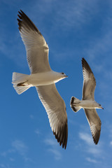 seagulls in flight