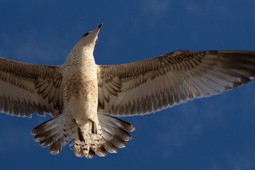 seagull in flight