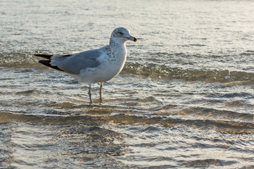 beautiful gull