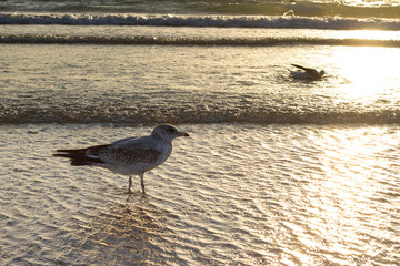 birds at the sea