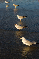 line up seagulls