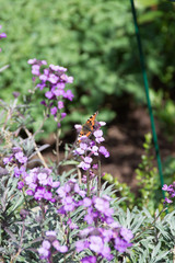 butterfly on flower