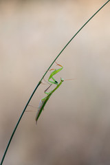 grasshopper on a blade of grass