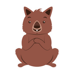 wombat australian fauna on white  background