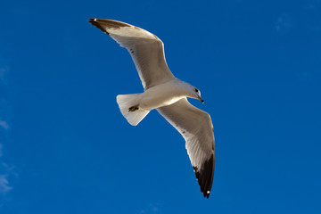 beautiful flight
