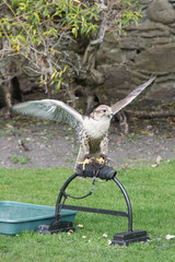 falcon