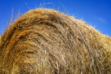 Alfala Rolls in Field, Golden haystacks on the field against bright sun