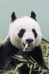 Fototapeta premium giant panda eating bamboo
