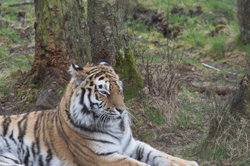Obraz premium tiger in the zoo