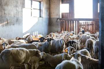 Group of sheep inside the stable