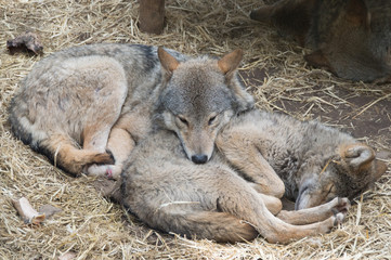 wolf