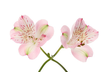 Fototapeta na wymiar Two alstroemeria flowers