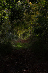 rays of sun in the forest
