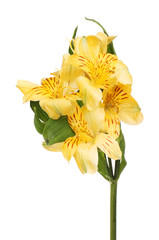 Yellow alstroemeria flowers