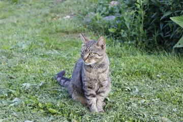 Cat Kuzma is our handsome