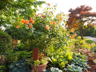 Fototapeta na wymiar Duftgarten - Blumen, Kräuter und Gewürze beleben die Sinne der Gartenbesucher