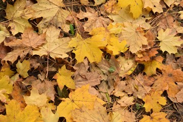 Naklejka na ściany i meble Foliage in autumn